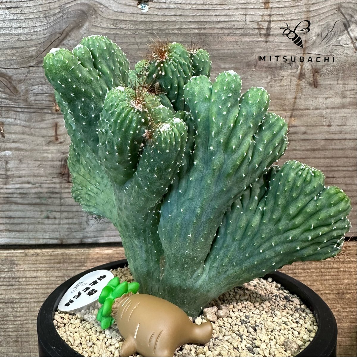 竜神木（綴化）サボテン 3.5号 | Green Shop MITSUBACHI
