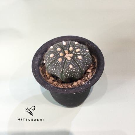 アストロフィツム　アステリアス（カブト）　2.5号