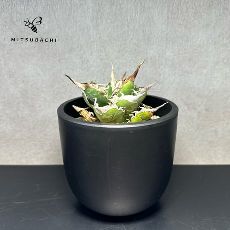 アガベ チタノタ 巨獣 4.5号 【Dragon AGAVE】