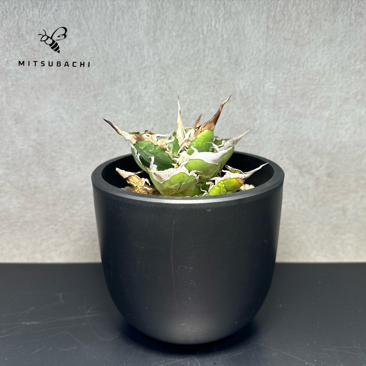 アガベ チタノタ 巨獣 4.5号 【Dragon AGAVE】 | Green Shop MI