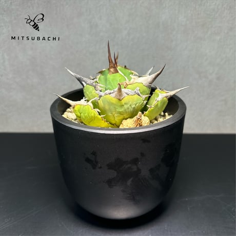 アガベ チタノタ 巨獣 3.5号 【Dragon AGAVE】