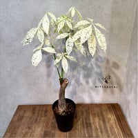 パキラ　ミルキーウェイ　5号