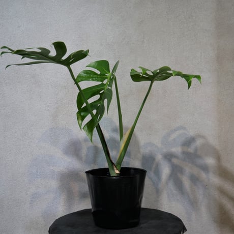 3本　モンステラ　コンパクタ茎伏せ用　メルカリ便 3本モンステラコンパクタ茎伏せ用メルカリ便
