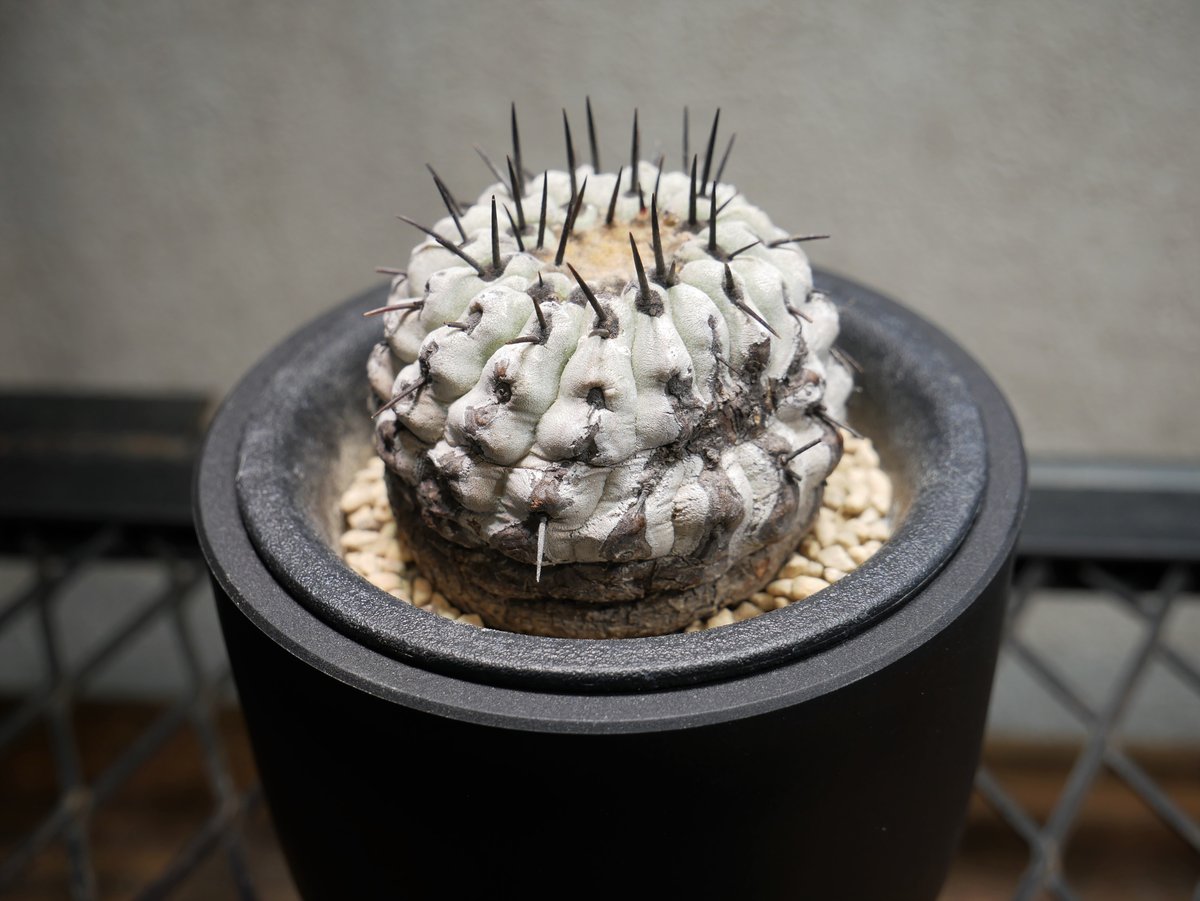 コピアポア コルムナアルバ 孤竜丸 A | Green Shop MITSUBACHI