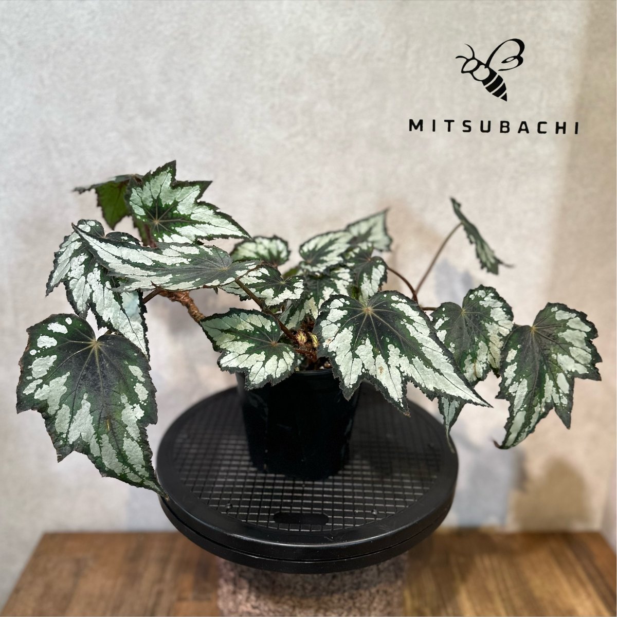 洋書植物 大型本】ドぶ厚本！EXOTICA pictorial cyclopedia of exotic
