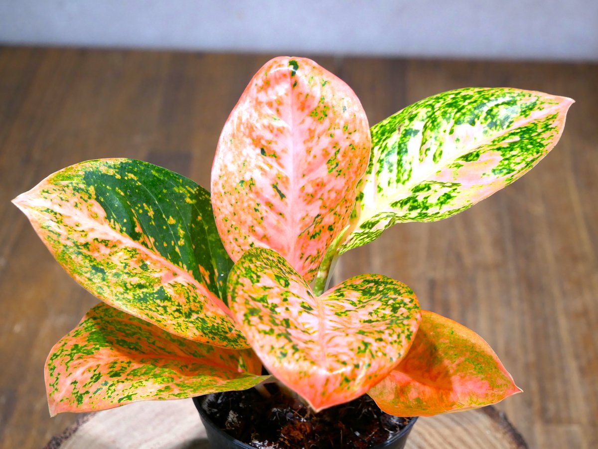 アグラオネマ スターダストオレンジ 3号 | Green Shop MITSUBACHI 