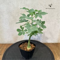 アデニア グラウカ