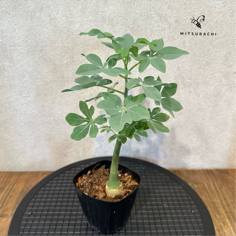 発根済み　アデニアグラウカ　大きめ アデニア グラウカ 幻蝶かずら Adenia glauca 塊根植物