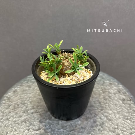 ユーフォルビア　ガビザン　3号