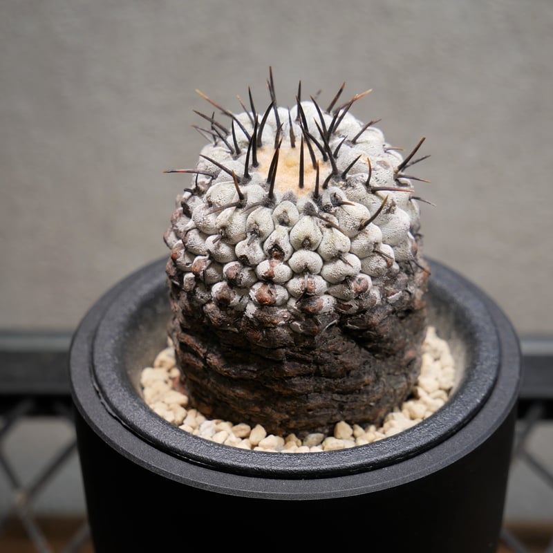 w*能様 コピアポア　コルムナアルバ　孤竜丸　valiem クロスボーン　国王丸 w*能様 コピアポア コルムナアルバ 孤竜丸 valiem クロスボーン