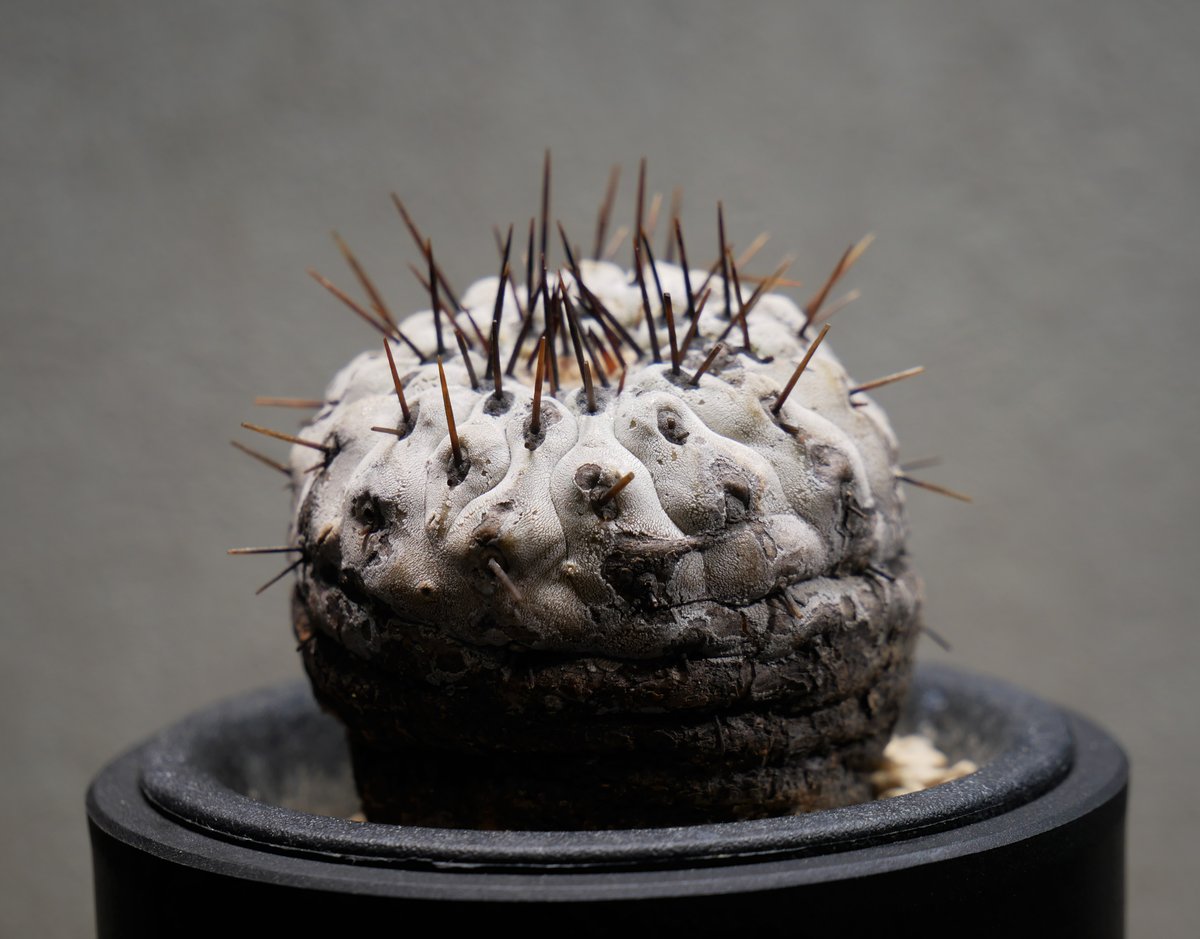 コピアポア コルムナアルバ　孤竜丸 楽天市場】サボテン：コピアポア コルムナアルバ 孤竜丸（こ