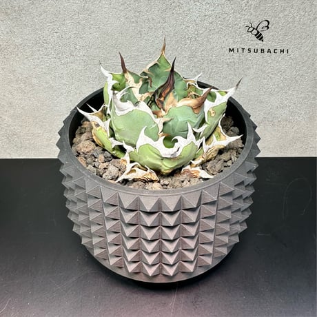 アガベ チタノタ 姫厳竜 4号 【Berlin AGAVE】（SSN鉢セット）