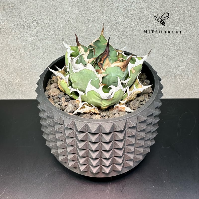 アガベ チタノタ 姫厳竜 4号 【Berlin AGAVE】（SSN鉢セット） | Green