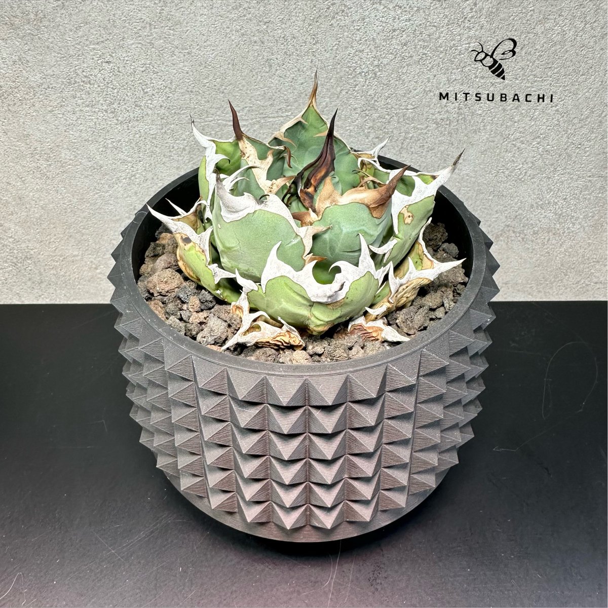 アガベ チタノタ 姫厳竜 4株セット アガベ チタノタ 姫厳竜 4号 【Berlin AGAVE】（SSN鉢セット） | Green