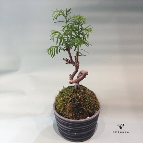 メタセコイヤ苔玉