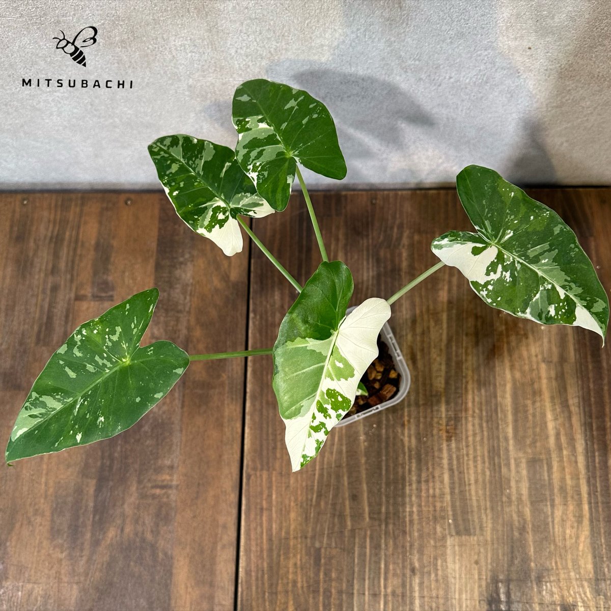 斑入りクワズイモ クワズイモ(斑入り) - REN online shop