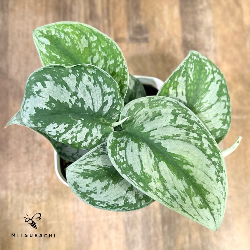 スキンダプサス ピクタス 4号 | Green Shop MITSUBACHI