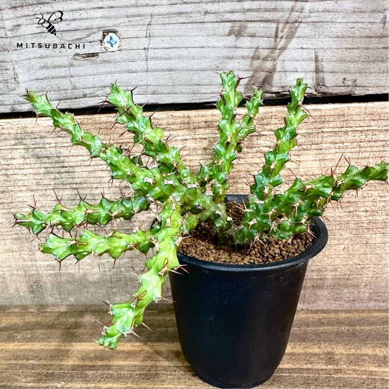 ユーフォルビア レネウトニー 2.5号 | Green Shop MITSUBACHI