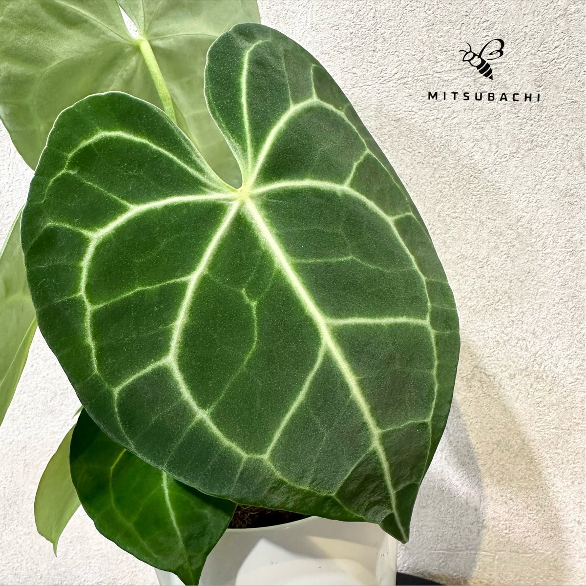 アンスリウム クラリネルビウム 3号 | Green Shop MITSUBACHI