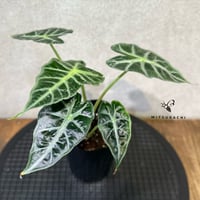 アロカシア　パラソル　3号