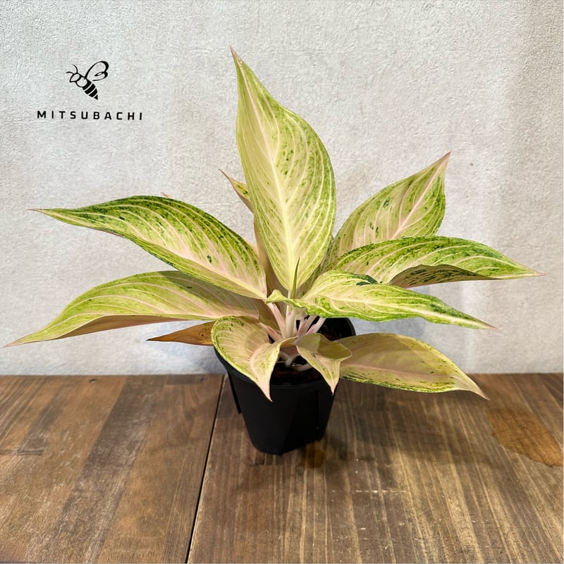 アグラオネマ パールオブファン 3.5号 | Green Shop MITSUBACHI