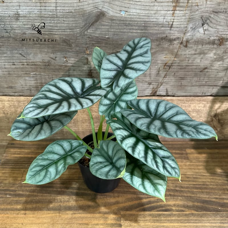 アロカシア シルバードラゴン 3.5号 | Green Shop MITSUBACHI