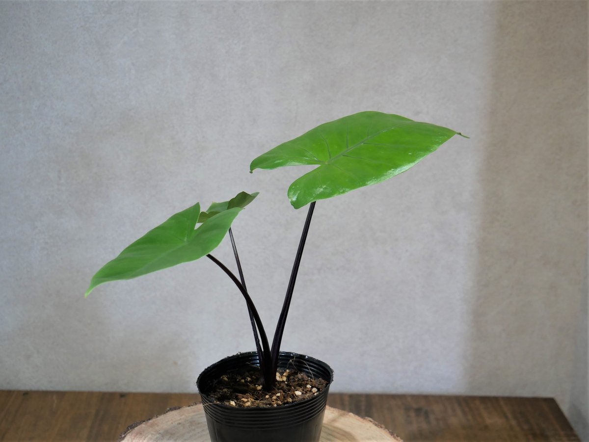 た**様 アロカシア ブラックステム 斑入りNo.1【マドカズラ モンステラ】