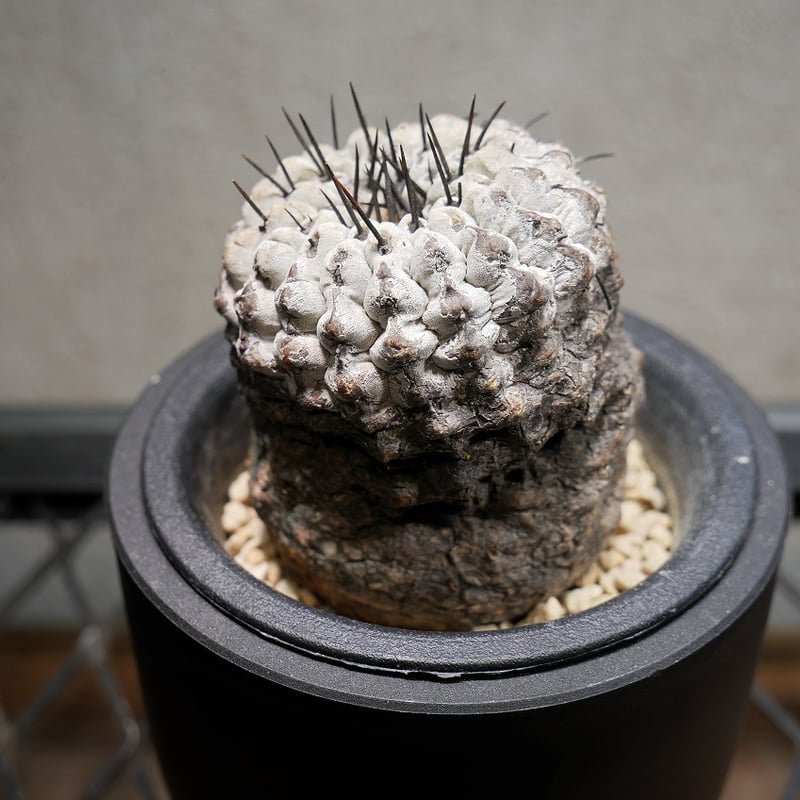 コピアポア コルムナアルバ 孤竜丸 C | Green Shop MITSUBACHI