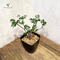 カッシア　メリディオナリス　2.5号