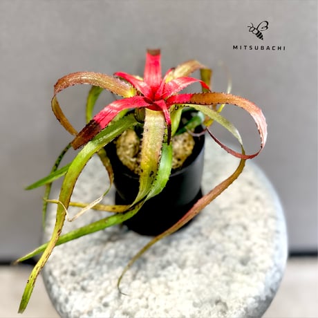 Green Shop MITSUBACHI