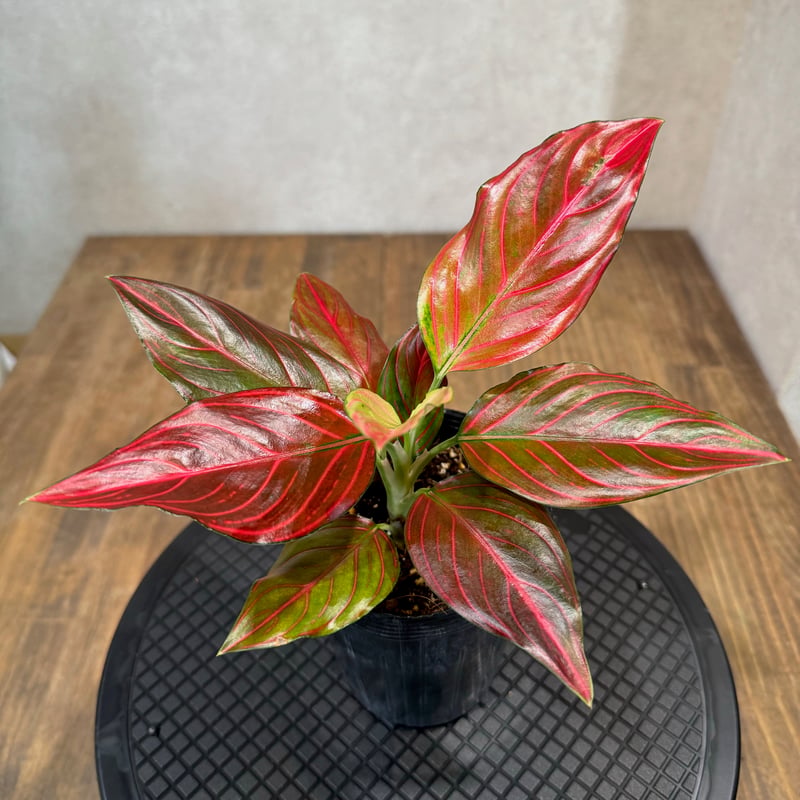 アグラオネマ レッドベイン 3.5号 | Green Shop MITSUBACHI