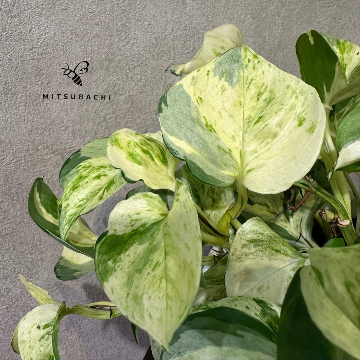 ポトス ステータス 5号 | Green Shop MITSUBACHI