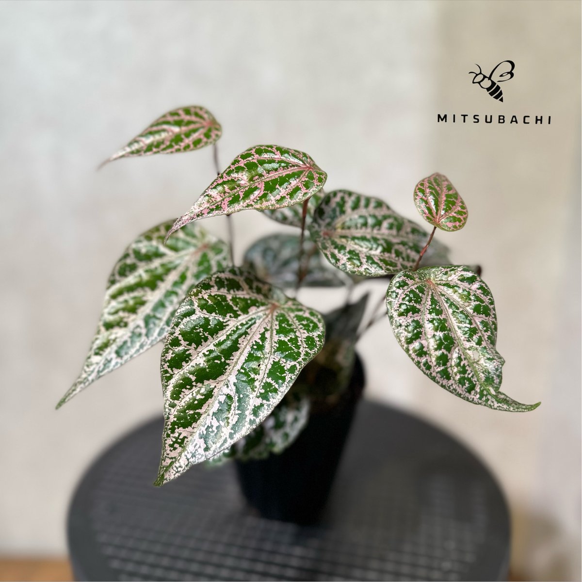 ピペル ピンクSP 3号 | Green Shop MITSUBACHI