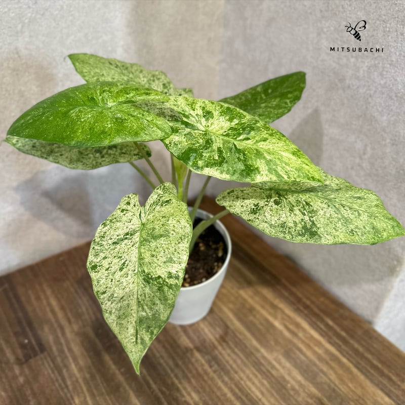 t*o様 アロカシア　シンポ　バリエガータ Amazon｜観葉植物 アロカシア オドラバリエガータ バティック 4