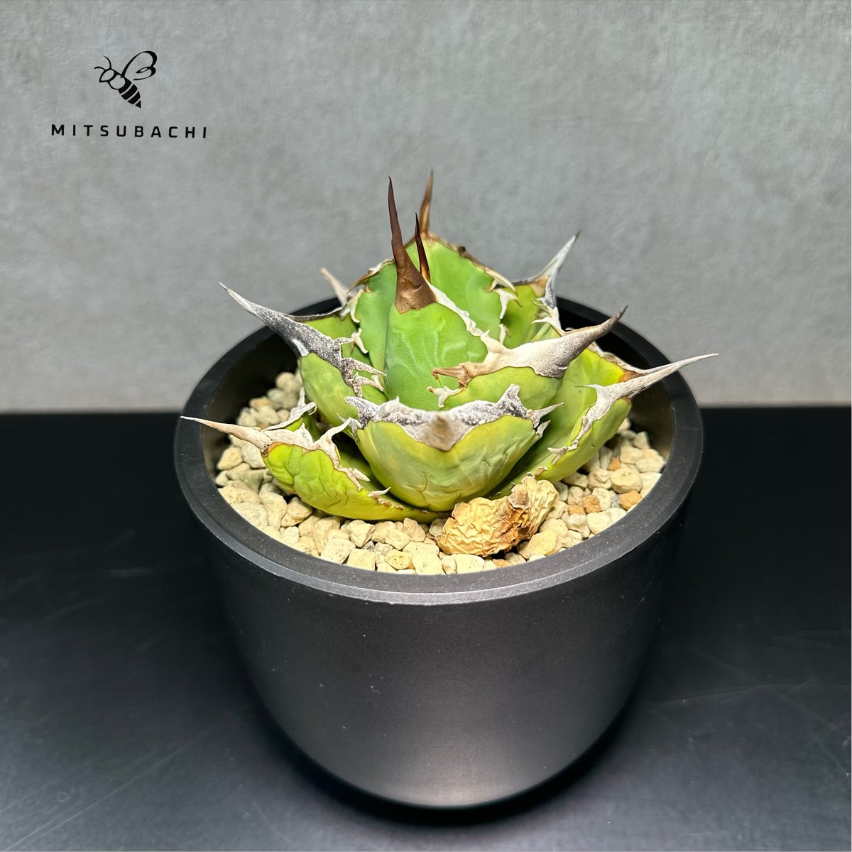 アガベ チタノタ 巨獣 3.5号 【Dragon AGAVE】 | Green Shop MI