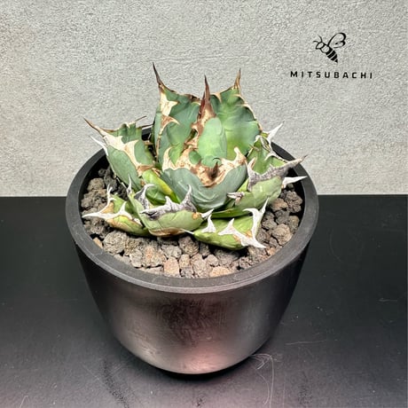 アガベ チタノタ 姫厳竜 3.5号  【Dragon Agave】