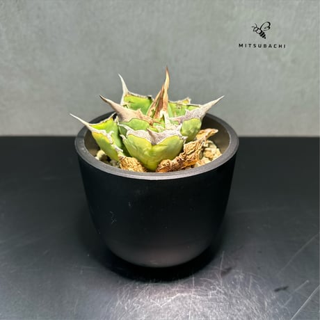 アガベ チタノタ 巨獣 3.5号 【Dragon AGAVE】