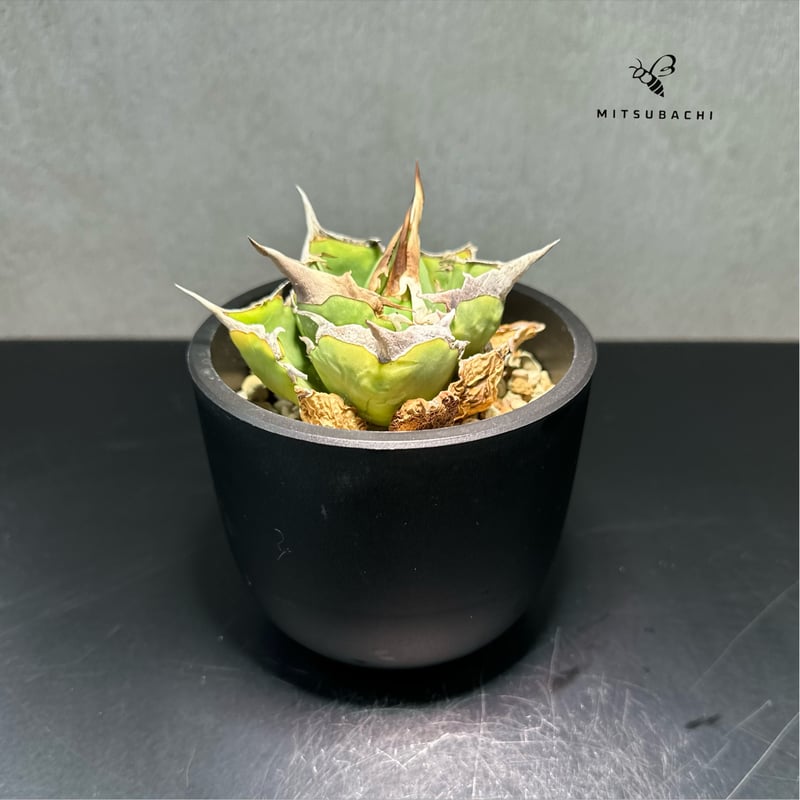 アガベ チタノタ 巨獣 3.5号 【Dragon AGAVE】 | Green Shop MI