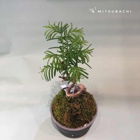 メタセコイヤ苔玉