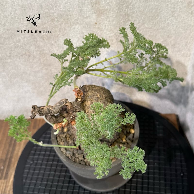 ペラゴニウム　トリステ　鉢付き ペラルゴニウム トリステ 鉢Set | Green Shop MITSUBACHI