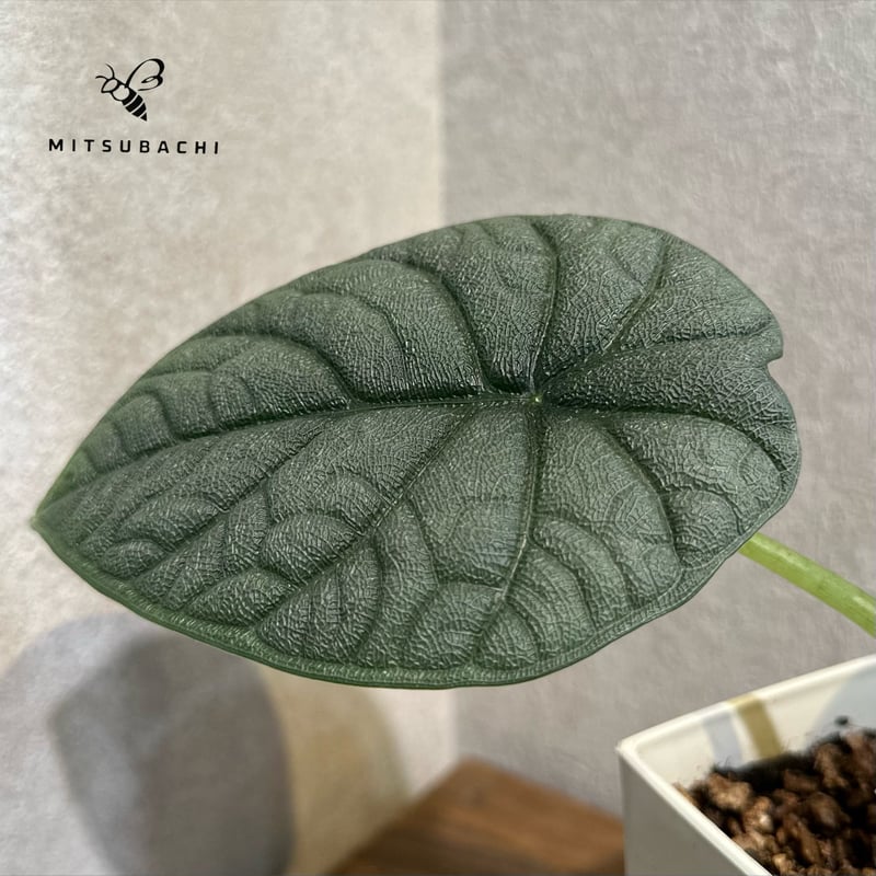 アロカシア メロ 3号 | Green Shop MITSUBACHI