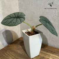 クワズイモ 斑入り 3号 | Green Shop MITSUBACHI