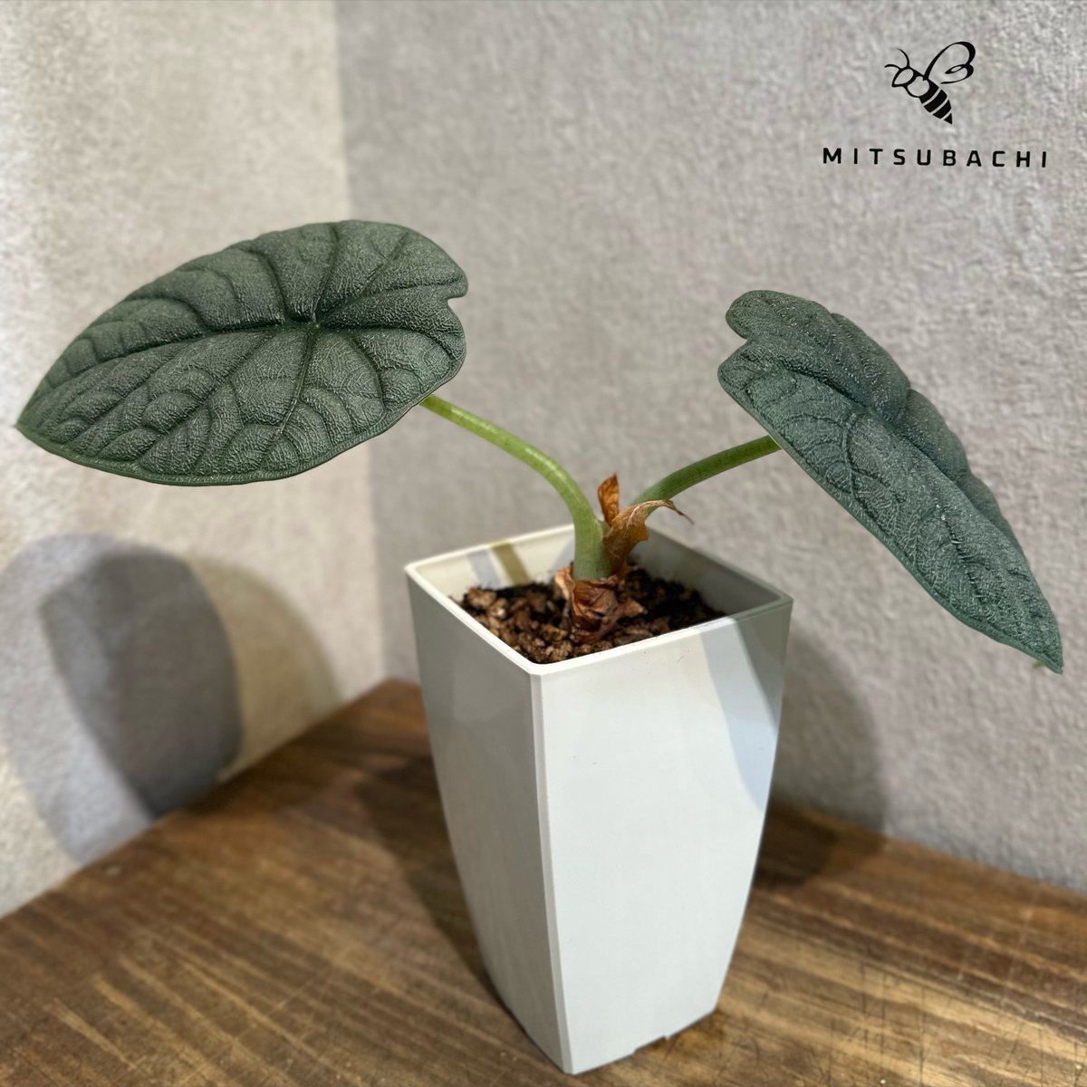 アロカシア メロ オーレア 斑入り アロカシア メロ オーレア 斑入り Variegated alocasia melo