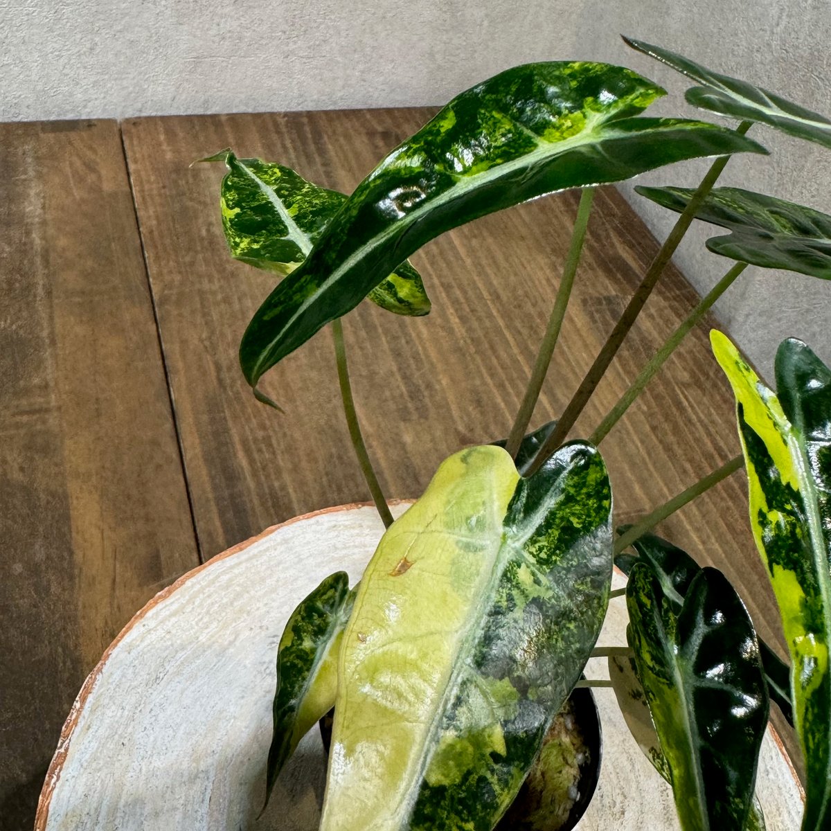 希少 アロカシアカゲアナイエローバリエガータ