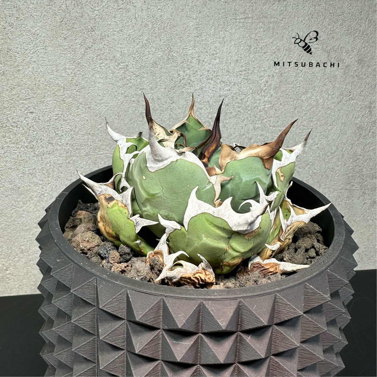 アガベ チタノタ 姫厳竜 4号 【Berlin AGAVE】（SSN鉢セット） | Green