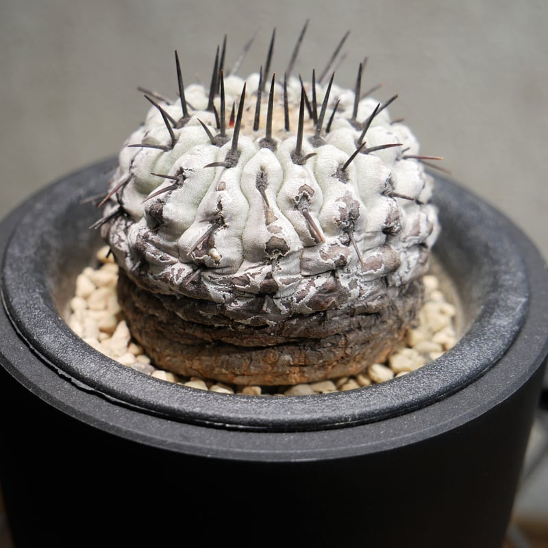 コピアポア コルムナアルバ 孤竜丸 A | Green Shop MITSUBACHI