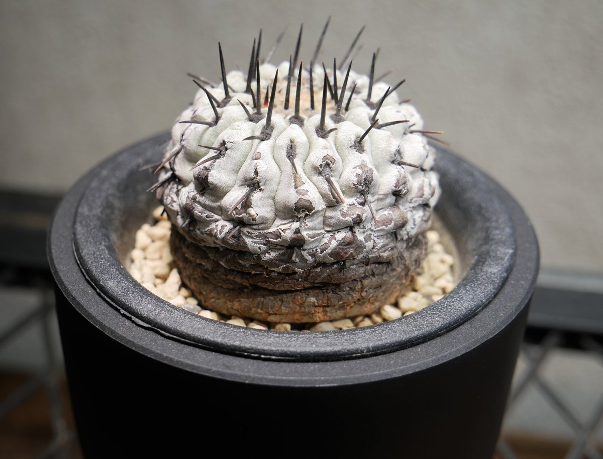 コピアポア コルムナアルバ孤竜丸 台付 サボテン コピアポア コルムナアルバ 孤竜丸 A | Green Shop MITSUBACHI