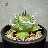 アガベ チタノタ 胖鯨 4.5号 【Dragon AGAVE】