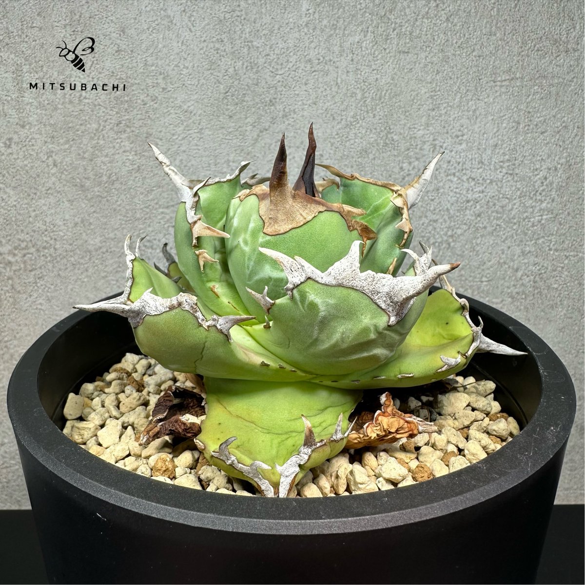 アガベ チタノタ 胖鯨 4.5号 【Dragon AGAVE】 | Green Shop MI