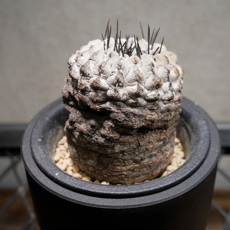 コピアポア コルムナアルバ 孤竜丸 C | Green Shop MITSUBACHI